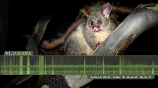 Common Brushtail Possum Sounds  Scary growling calls and scurrying noises [upl. by Niwle82]