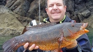 Monster Wrasse caught lure fishing from the kayak [upl. by Etnaud]