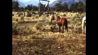 Kid Nichols 1950s ThorofareHammit Cabin Elk Hunts [upl. by Vonny]