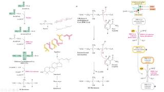 cholesterol synthesis HMGCoA reductase reductasa síntesis colesterol bioquimica biochemistry [upl. by Seward]