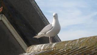 seagull laugh [upl. by Hennessy]