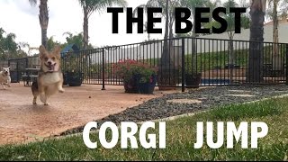 The BEST Corgi Jump EVER [upl. by Constantino]