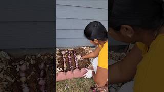 ✨️Winter Planting start பண்ணிட்டோமுங்க  Hyacinth Planting 2024 usa garden shorts vlog flowers [upl. by Moreland]