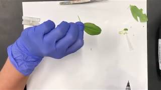 Preparing an Epidermal Peel  Stomata Lab [upl. by Oflodor]