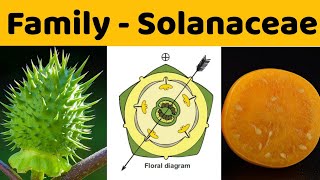 Family Solanaceae  Solanaceae Family  BSc  MSc Botany [upl. by Erolyat641]