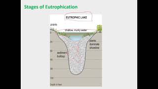 Stages and impact of Eutrophication  Environmental Science  CSS PMS [upl. by Maxia]