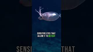 Piglet Squid Secrets of a DeepSea Enigma [upl. by Toor]