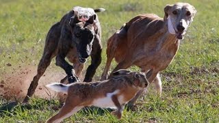 saluki greyhound dog hunting rabbit 2024 Train for Race greyhounddog doglover cutedogsdogvideos [upl. by Osbourne]