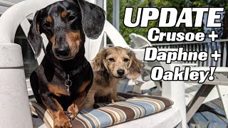 LIVE UPDATE with Crusoe Daphne and OAKLEY [upl. by Elleunamme66]