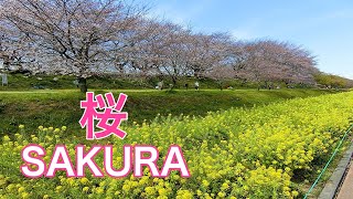 4K Cherry Blossoms in Japan  I Fiori di Ciliegio Sakura Saitama Japan Giappone🌸🇯🇵 [upl. by Adelia]