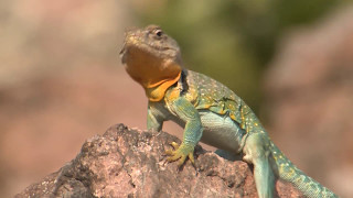 Collared Lizard [upl. by Tseng103]