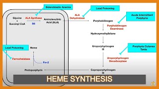 Heme Synthesis Pathway and Associated Diseases [upl. by Staley220]