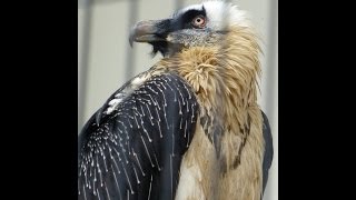 201648 Lammergeier ヒゲワシ クリッパーの食事（日本平動物園） [upl. by Annocahs]