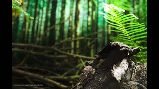 Shiitake Mushroom Growing Timelaspe  椎茸 35 [upl. by Ruon]