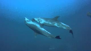 Socorro Mexico Diving con Delfini  Dolphins in love [upl. by Gordie]