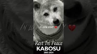 rest in peace kabosu the doge dog 🤍 [upl. by Eeb]