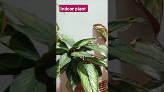 Indoor plant ASMR satisfying plants youtubeshorts viralvideo trending shorts short [upl. by Desiree638]