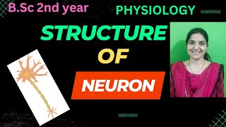 Structure of Neuron BSc 2nd yearNervous tissuenervoussystem [upl. by Elletsirk466]