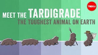 Meet the tardigrade the toughest animal on Earth  Thomas Boothby [upl. by Eamaj]