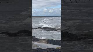 St Andrews Bay scotland nature shortvideo [upl. by Gaye627]