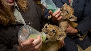 Most Adorable Lion Cubs at the San Diego Zoo Safari Park [upl. by Roberta995]