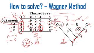 Cladogram analysis Problems and solutions for CSIR NET exam [upl. by Stanfill560]