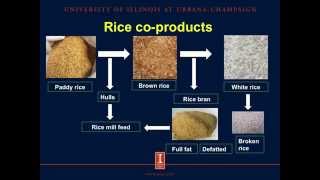 Effects of phytase on phosphorus digestibility of rice coproducts fed to growing pigs [upl. by Gen127]