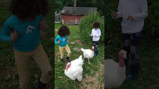 Gobble GobblepawsNsmile lovefamilyfarmingturkey [upl. by Nollaf]