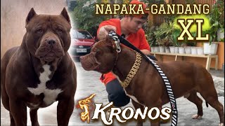 KRONOS is the name💥GOODNEWS • NEW IMPORT XL American Bully ni Sam Walastik [upl. by Tisman903]