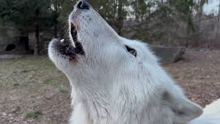 Beautiful Wolf Howls During a Winter Sunset [upl. by Lister586]