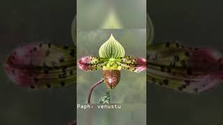 Paphiopedilum  Learning About Orchid  Enjoy It [upl. by Hsara703]