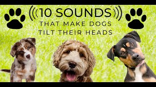 Head Tilt  10 Sounds that make dogs love  Turn the sound up and play along Countdown [upl. by Bourgeois]