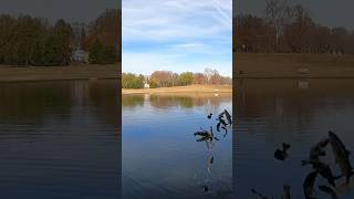 TROUT STOCKING DAY AT SHIELDS LAKE RICHMOND VIRGINIA STOCKED TROUT VIRGINIA URBAN WATERS PROGRAM [upl. by Assirol907]