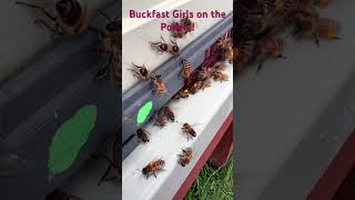 F1 Buckfast on the pollen wwwbyneabeescouk [upl. by Kittie]