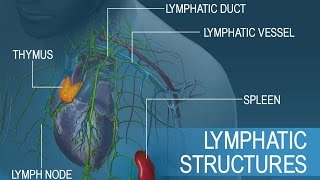 Anatomy and Physiology of Lymphatic System [upl. by Lester]