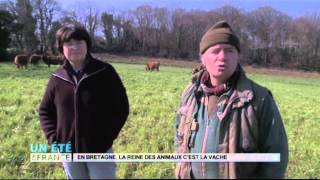 ANIMAUX  En Bretagne la reine des animaux cest la vache [upl. by Ledniahs]