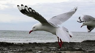 Silver Gull Flight in Slow Motion [upl. by Fedirko113]