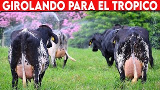 🔴 VACAS LECHERAS GIROLANDO Para Producir Leche En Los Tropicos ✅ Vacas Lecheras  Gado Leitero [upl. by Lesak]