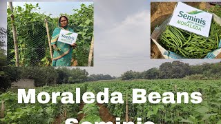 Moraleda Beans ଚାଷ କରୀ ଲକ୍ଷ୍ପତି ହୁଅନ୍ତୁ bayer seminis [upl. by Bevus227]