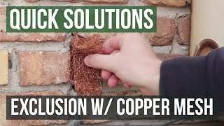 Quick Solutions How to Use StufFit Copper Mesh to Exclude Rats amp Mice [upl. by Brade875]