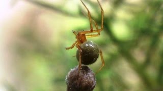 Araña Nesticodes rufipes Red House Spider [upl. by Nevanod]