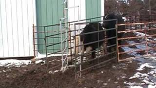 Automatic Cattle Gate Demonstration [upl. by Launamme209]