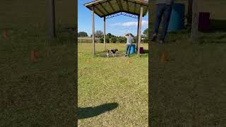 AKC Scentwork Nosework Advanced Exteriors Q3 Title run [upl. by Muir732]