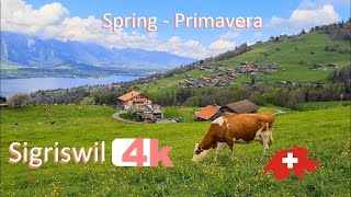 🇨🇭  SWITZERLAND SIGRISWIL PART 4 INTERLAKEN Walking Tour beautiful villages SUIZA  4k 🇨🇭 [upl. by Jillana]