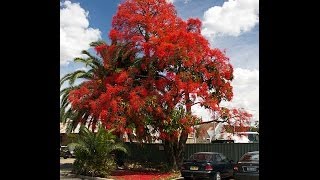 Plant ID Illawarra Flame Tree Brachychiton acerifolius [upl. by Neilson]