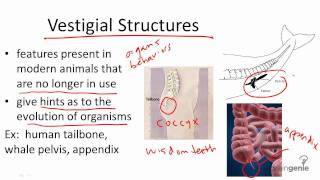 1114 Vestigial Structures [upl. by Erdnaid185]