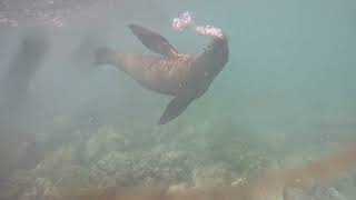 Playful Galapagos Sea Lion  Playa Negra Floreana Island Galapagos [upl. by Immac547]