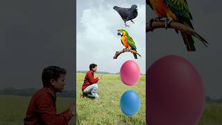 Eggs  Pigeon  parrot  owl amp hen Funny vfx magic shorts [upl. by Nosyt]