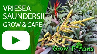 Vriesea saundersii  grow amp care also as houseplant [upl. by Eidnac]