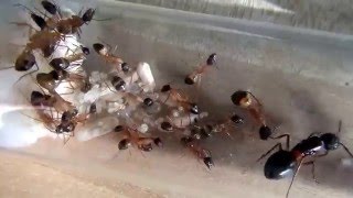 12 01 2016 Camponotus thoracicus [upl. by Cormack]